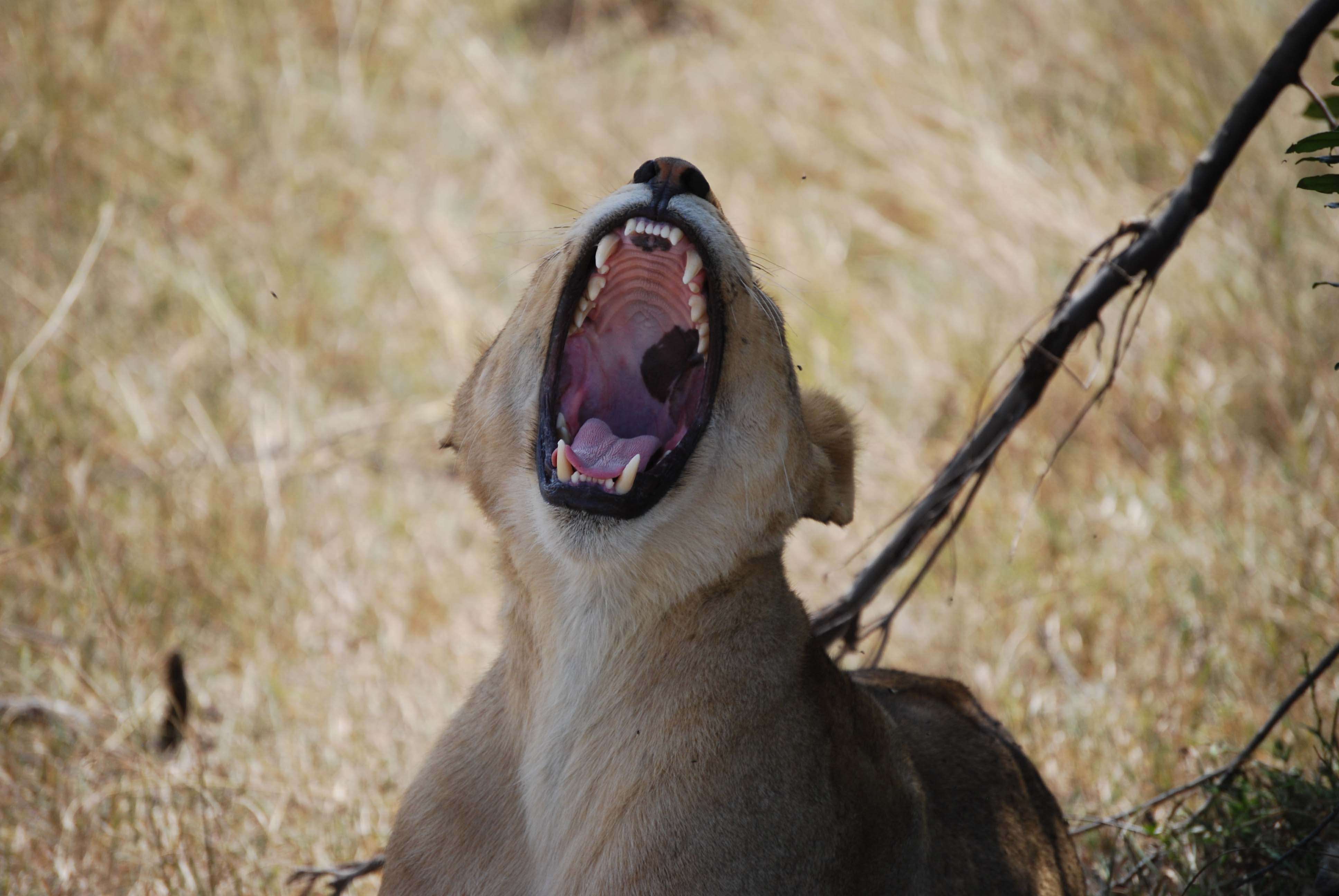 Regreso al Mara - Kenia - Blogs de Kenia - Nuestro primer safari (5)